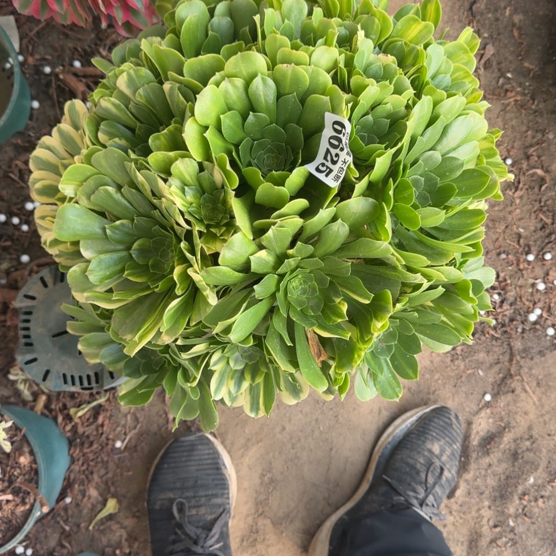 *****法师五彩琉璃6625 18-5