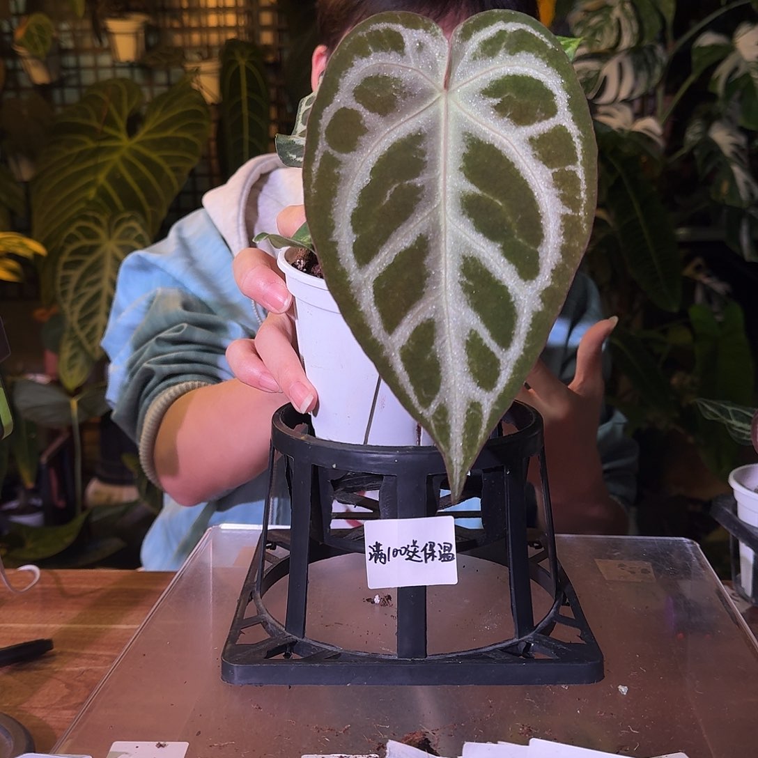 不开花植物H228大风车粉刷子杂银骑士