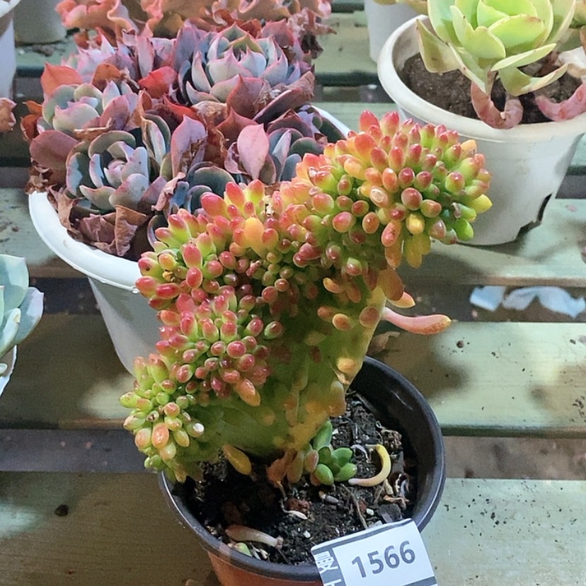 【闪购商品】柠檬手指缀1566