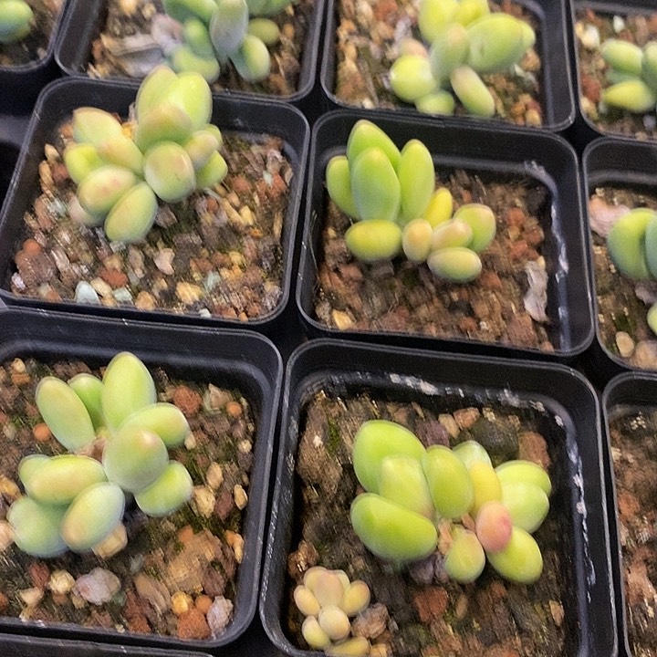 芒果奶福利价格去拍