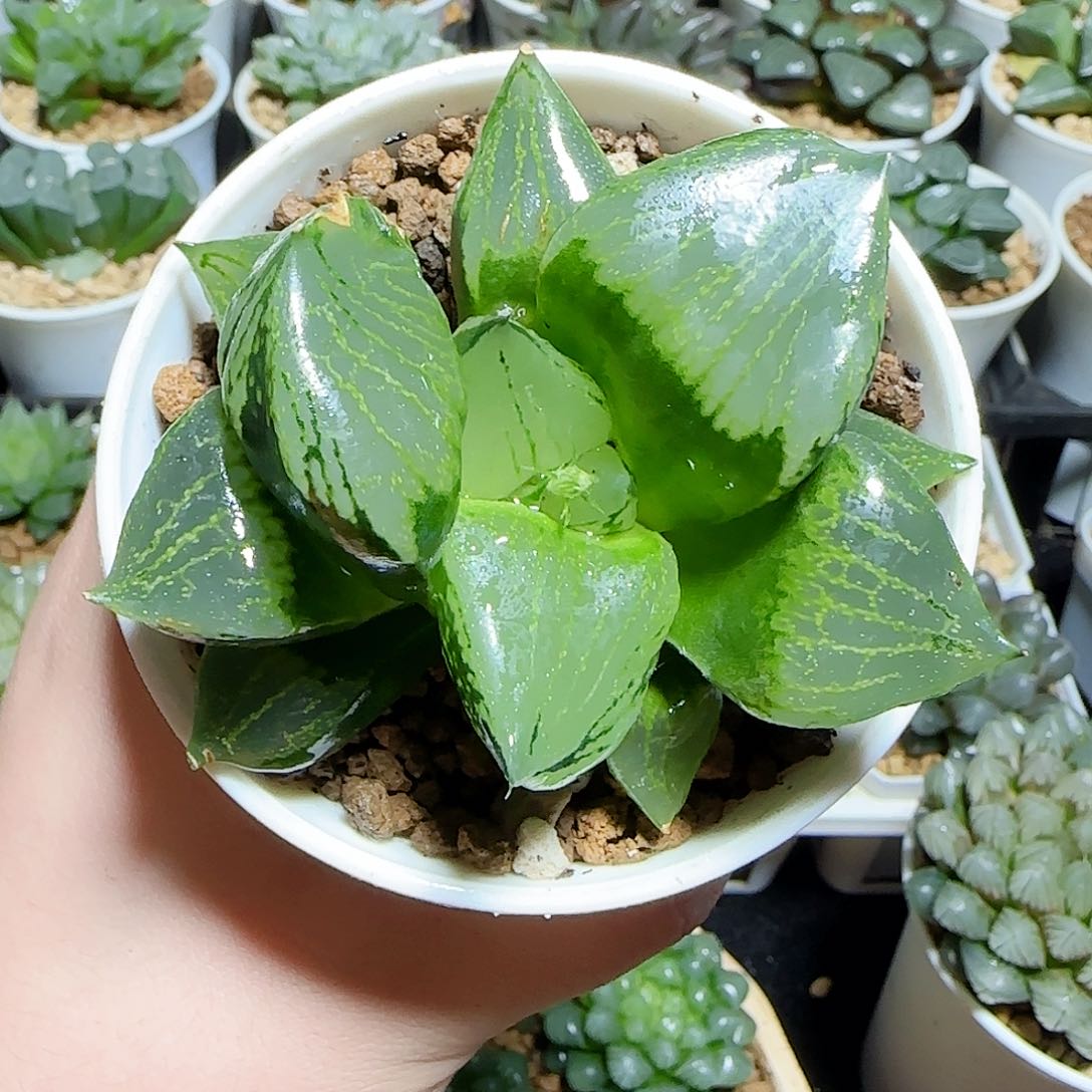 变异裹版若原盆原土