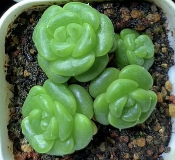 A1-A200编号2单包邮多肉植物