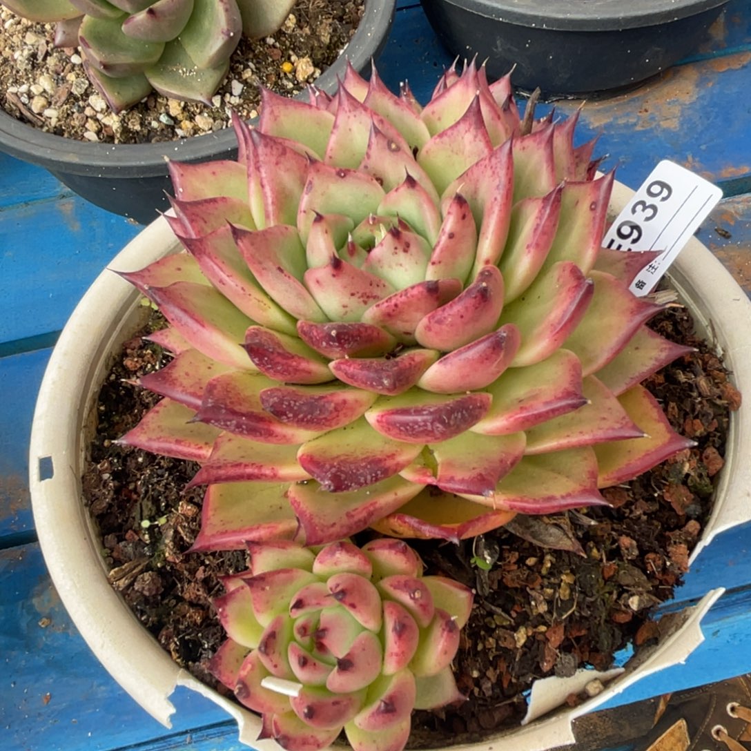 无花朵若如东云组拍E939