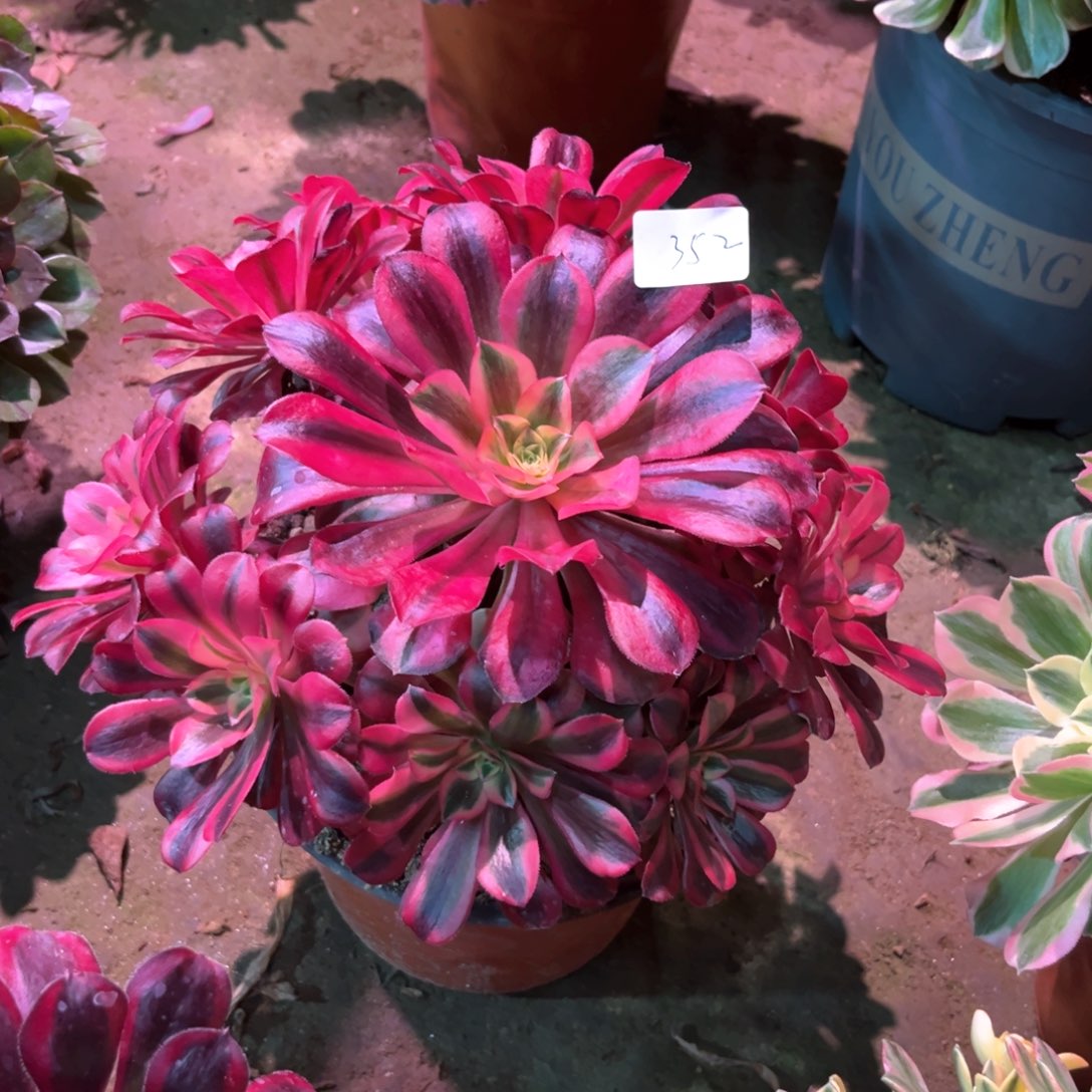 多肉植物美杜莎352