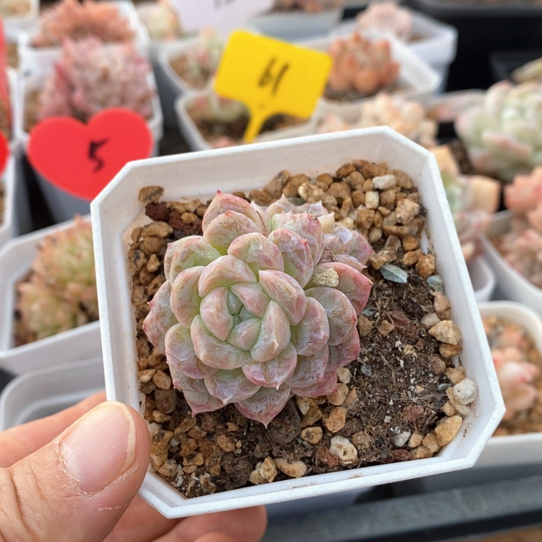 精品多肉一物一拍不包整426