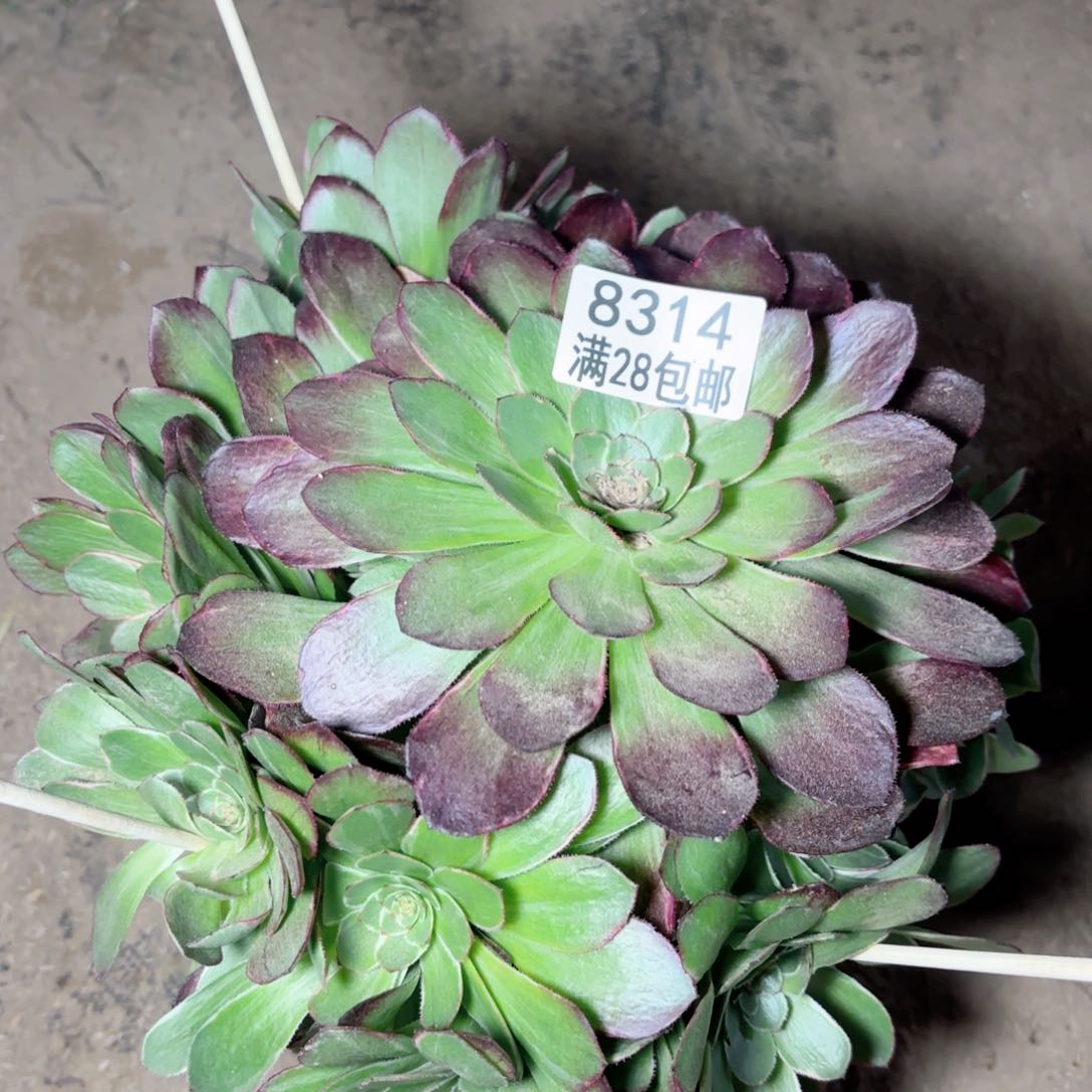 O.   8314莲花座多肉