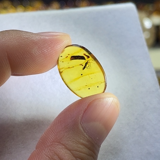 未镶嵌琥珀裸石蝽