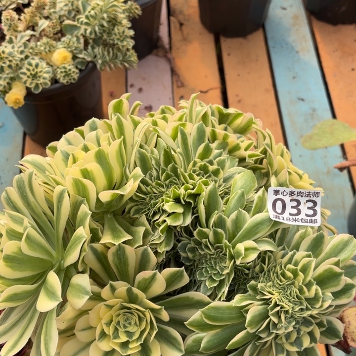 033迈巴赫缀化掌心多肉法师锦不包侧枝断