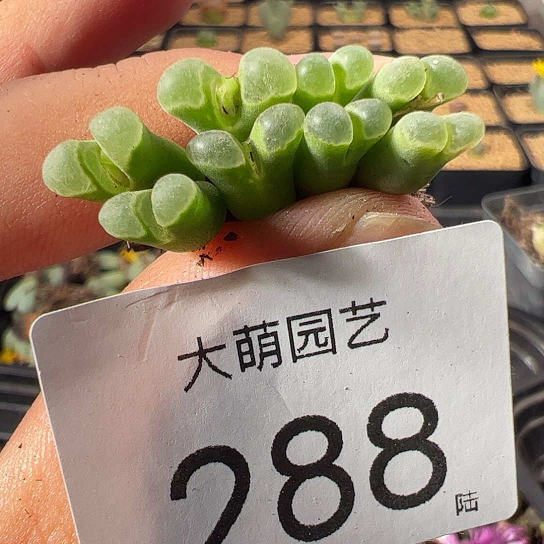 一物一拍sB805。 288