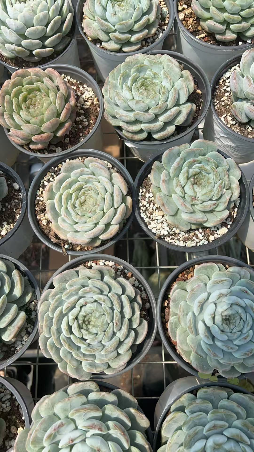 单头白恋   多肉绿植