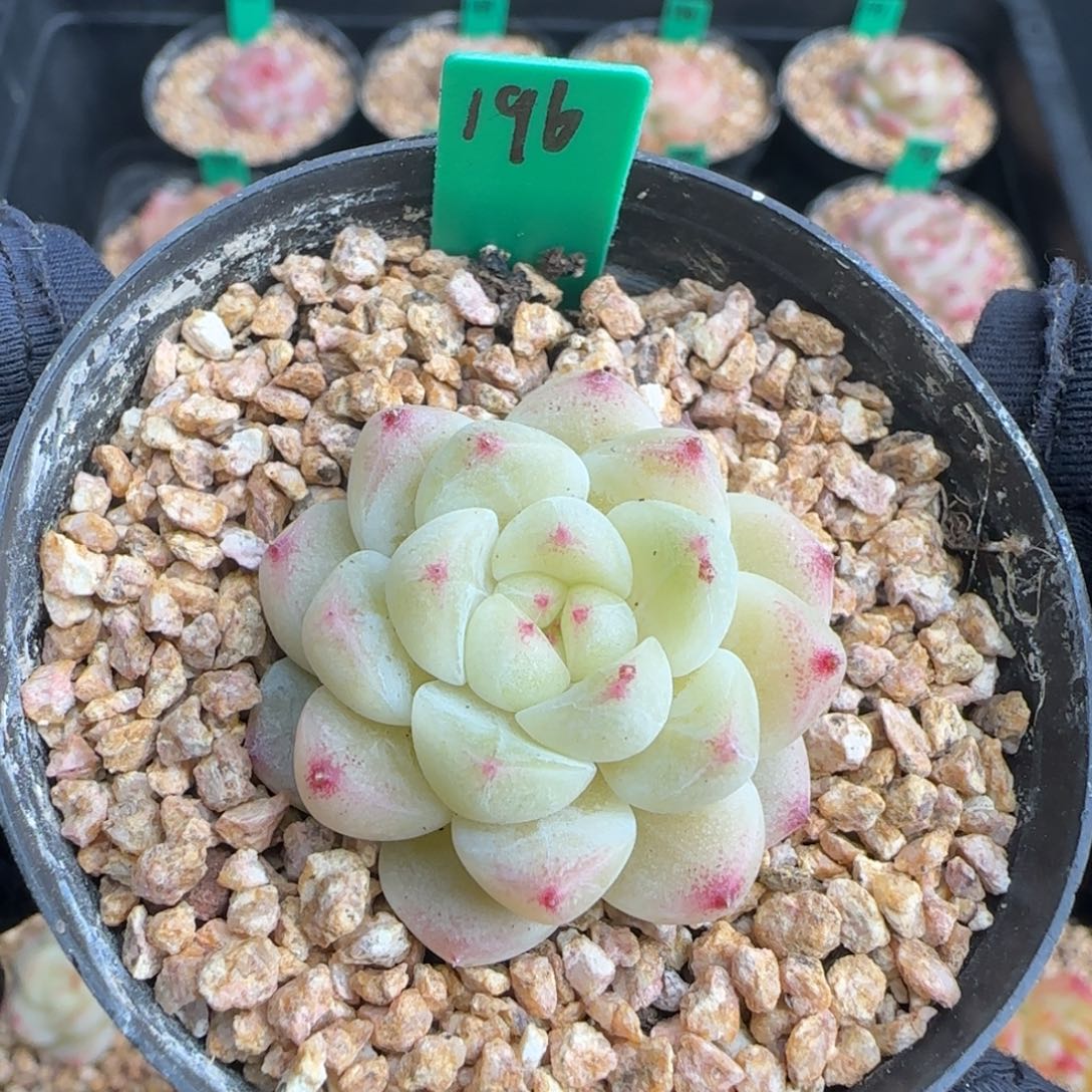 多肉196   糖心   5厘米盆