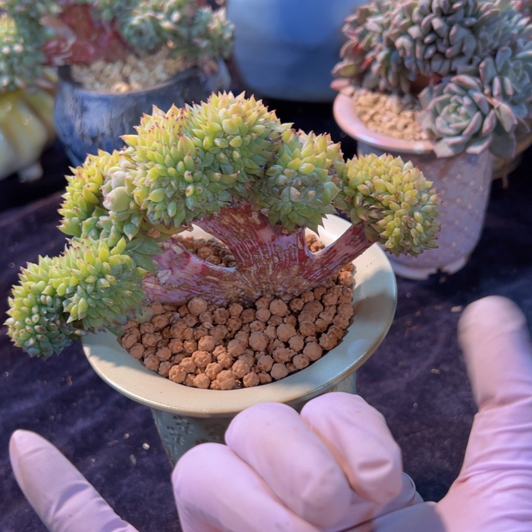 W*G新年快乐啊宝宝们8888888