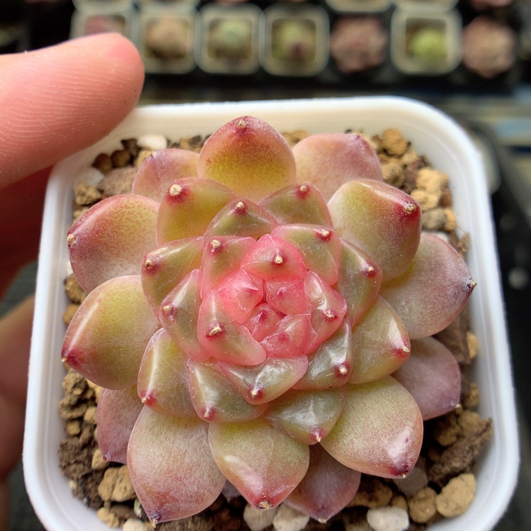 G135 ，20包邮两天凑单偏远不发货