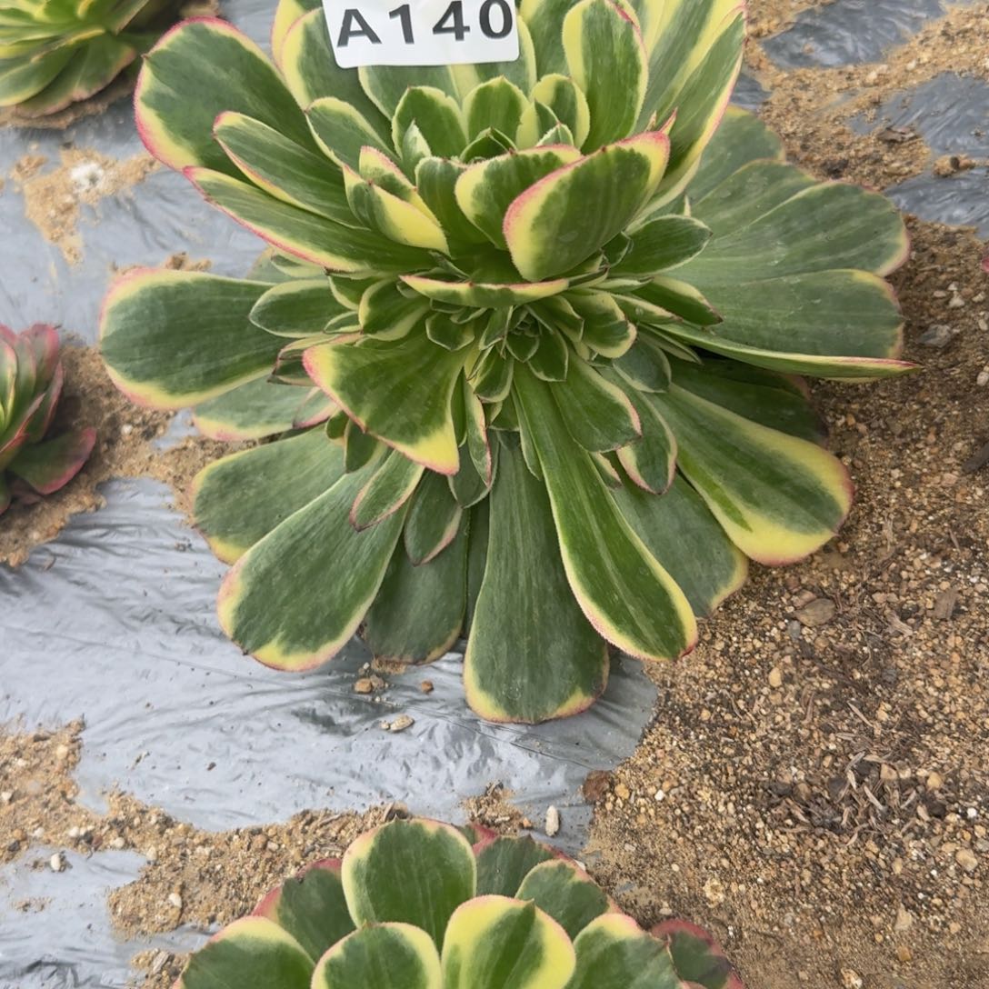 快***边140海星。多肉植物