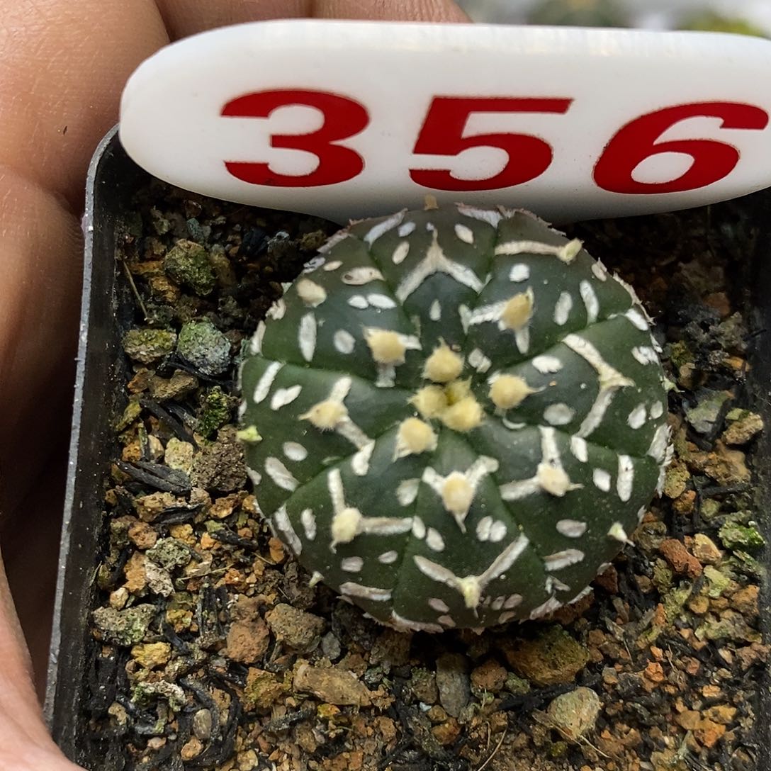 356福利特价来了哦耶