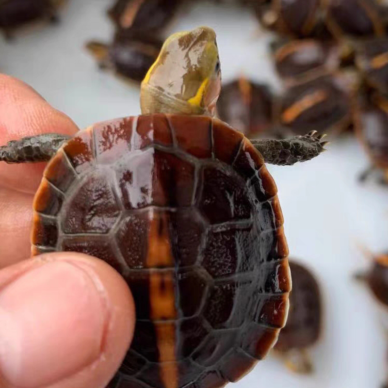 人工繁育纯真安缘龟