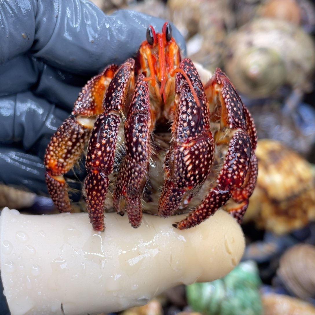 不退不换活体宠物76