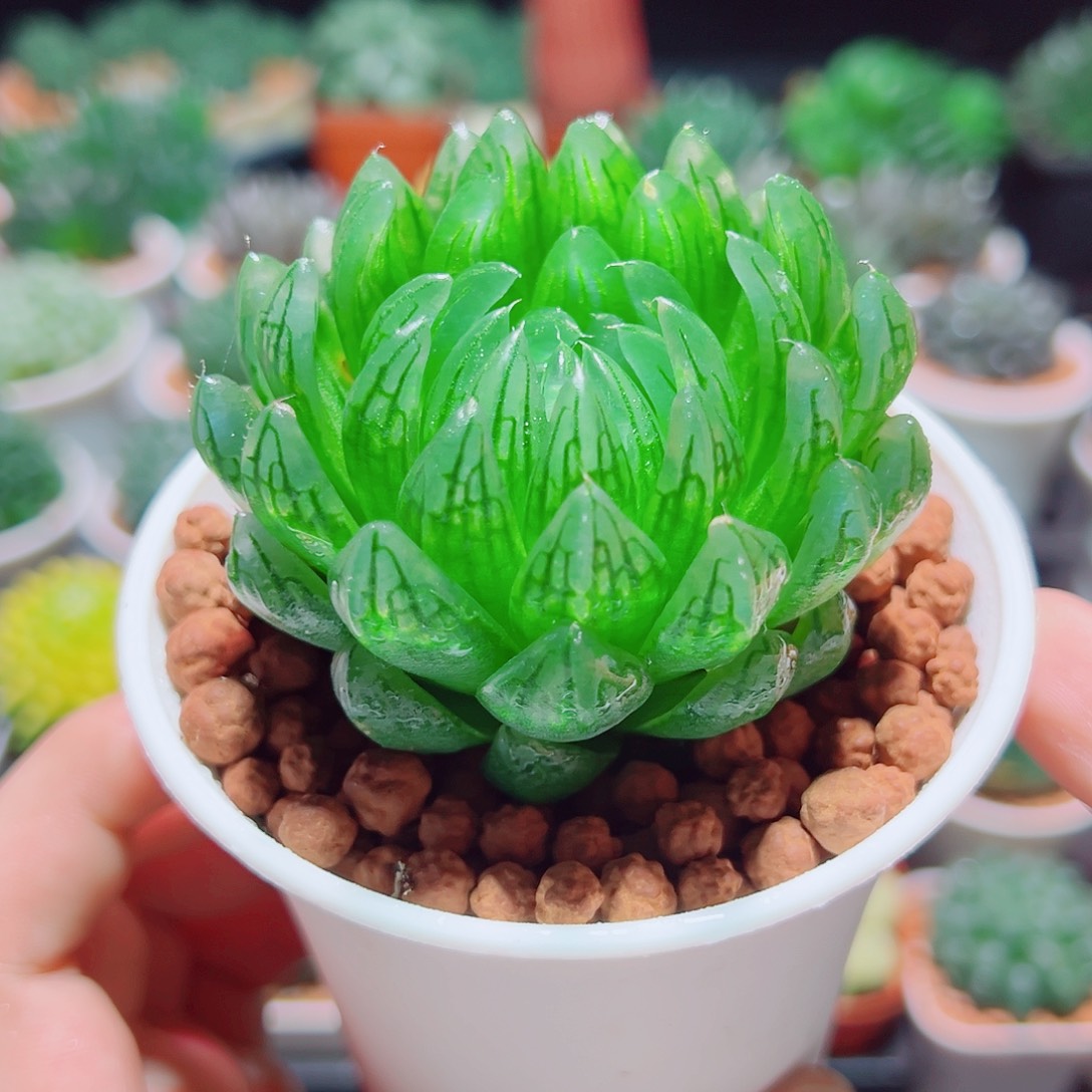 蝉翼玉露多肉多肉