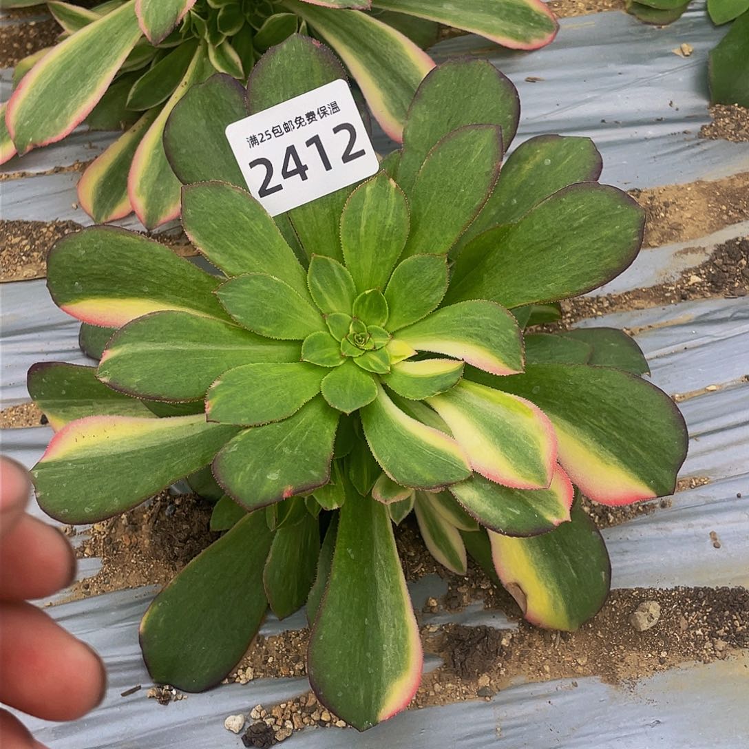 2412韶秀七彩多肉植物