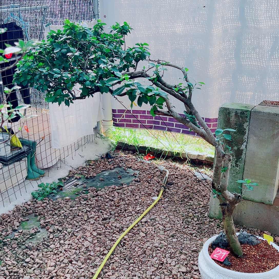 无花朵海岛栀子花一物一拍