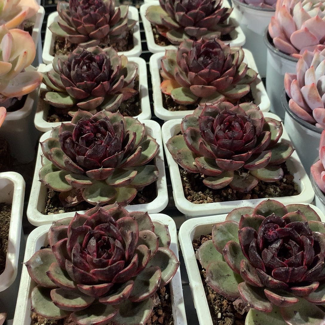 玫瑰雪特000000000000000