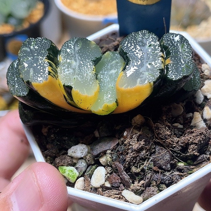 535写乐兄弟锦特选福利