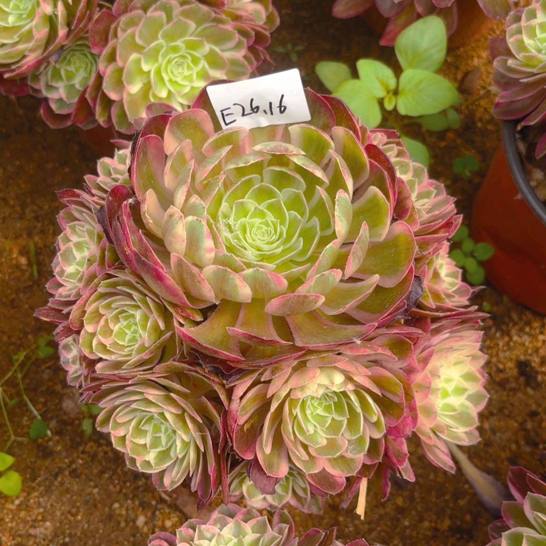 孔雀翎多肉多肉植物26.16号