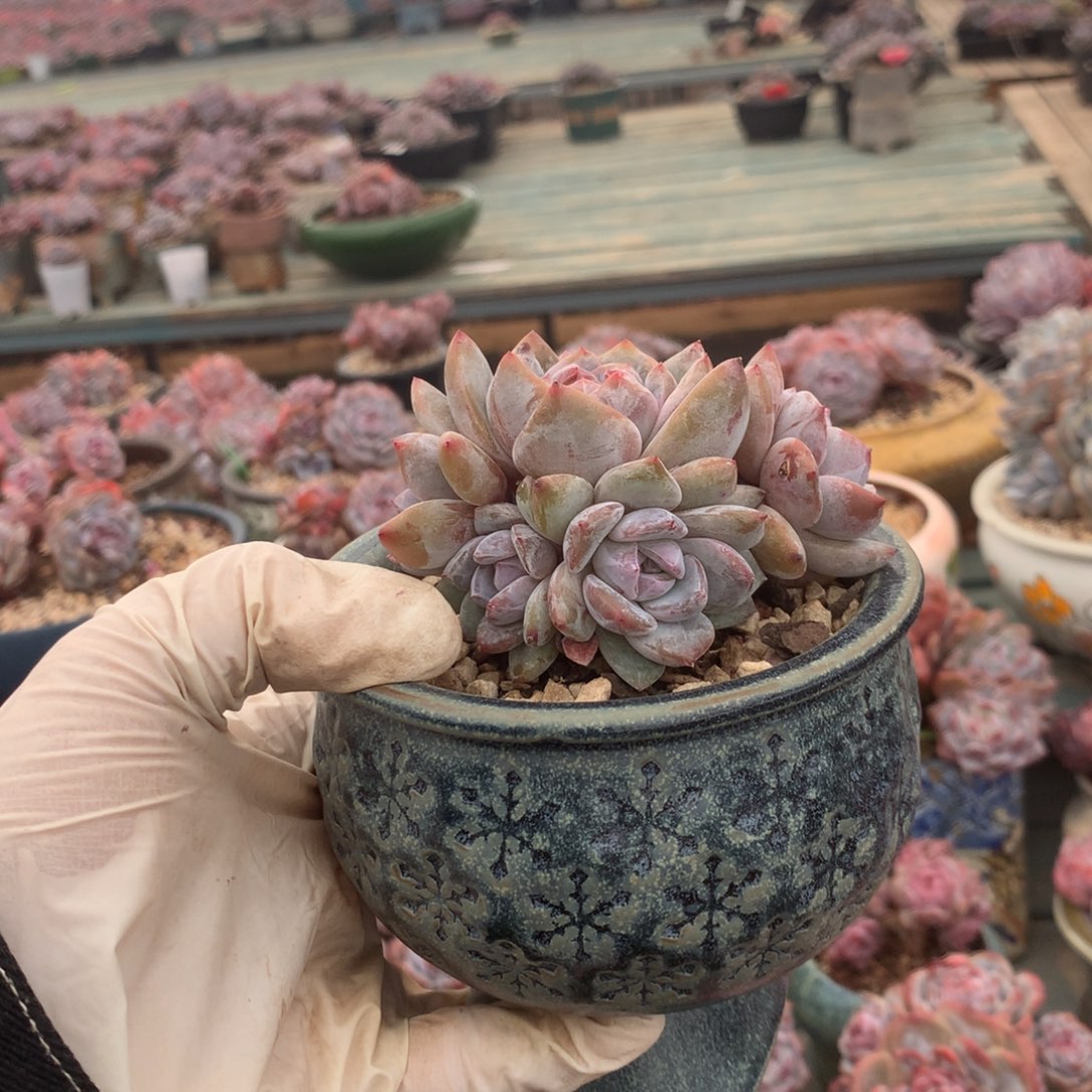 无花朵哈哈哈哈哈哈哈哈哈19