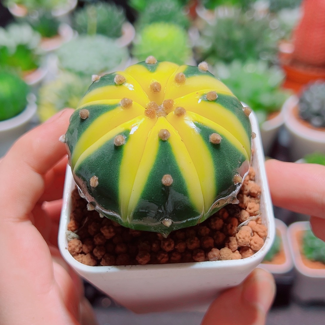 星兜锦多肉多肉多肉