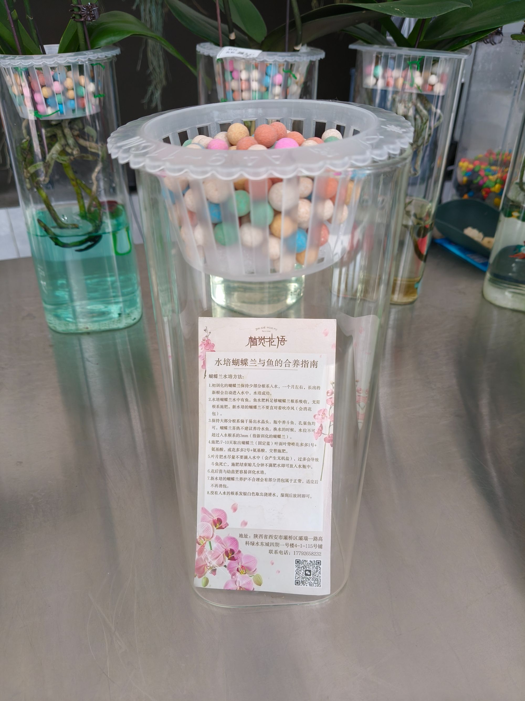 网红爆款水培蝴蝶兰插花富贵竹适用