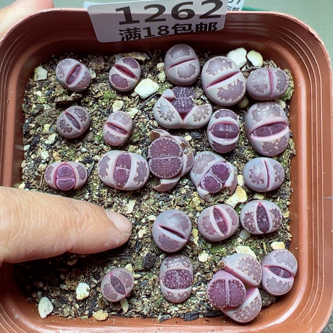 【闪购商品】1262……