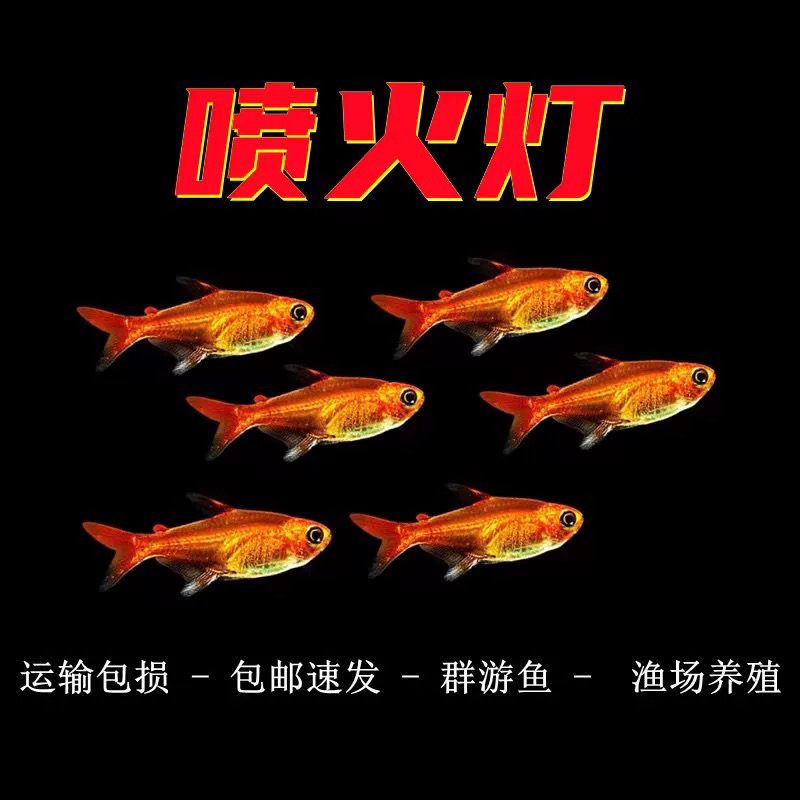 喷火灯淡水小型热带观赏鱼适合水草缸群游活体灯科鱼