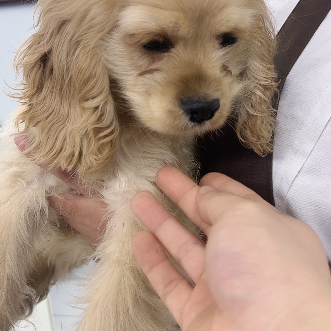 麦色小弟弟，不包运