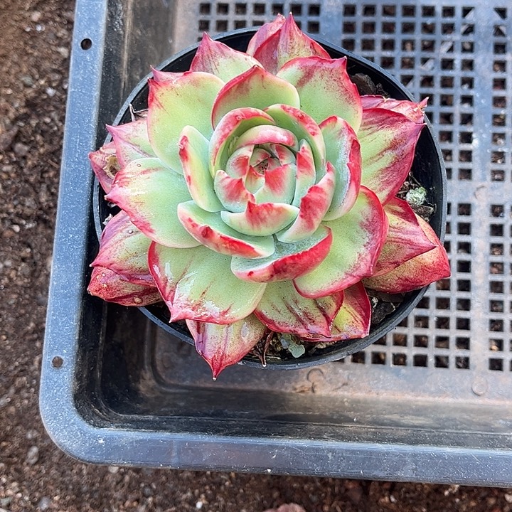 惊鸿仙子多肉植物13