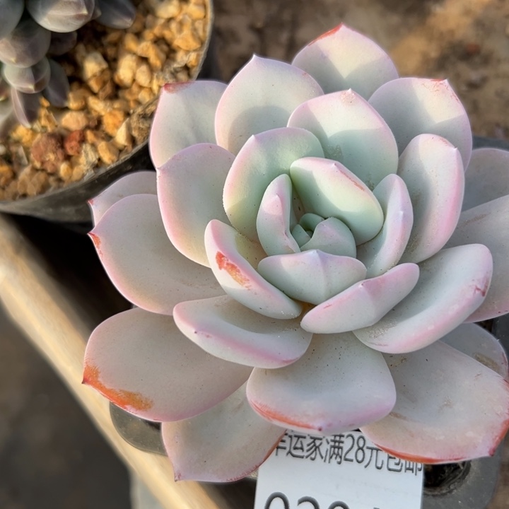 幸运儿是一位非常幸运