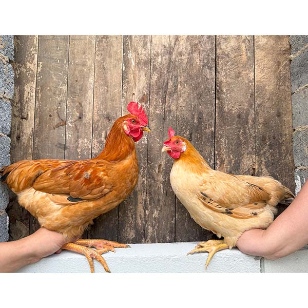 宠物鸡白色耳朵黄色羽毛产地直发顺丰包邮