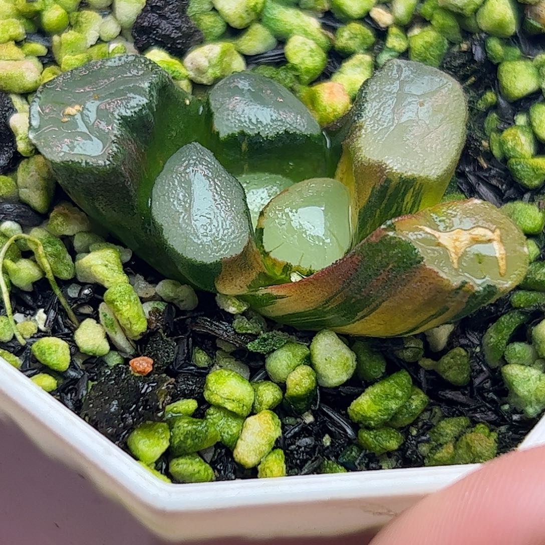 紫镜锦十二卷多肉植物