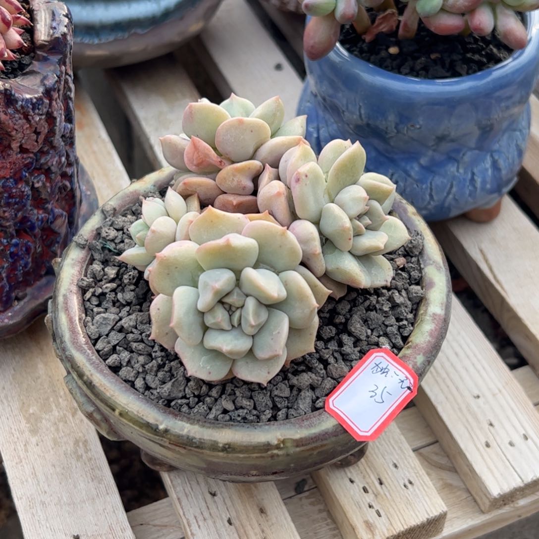 多肉植物多肉植物