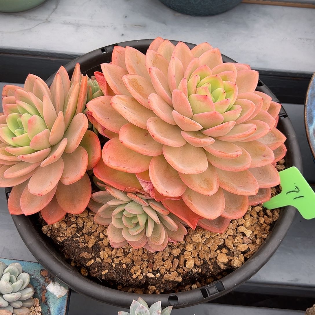 一物一拍 71 柠檬茶。 