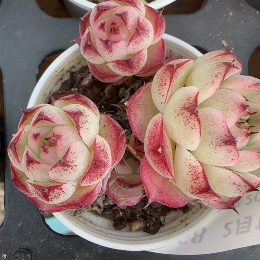 花语逸境0212-268