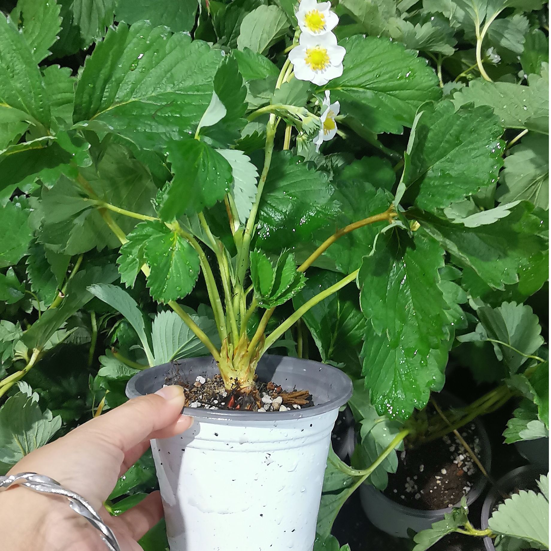 【自选5颗穴盘/钵苗送1颗120盆栽苗】真红美玲香野红颜盐莓章姬粉宝