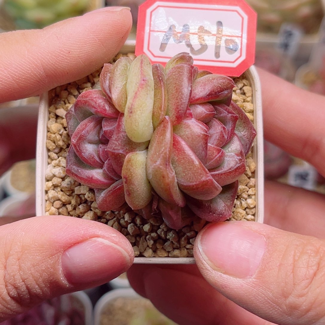 M510一物一拍 霓裳