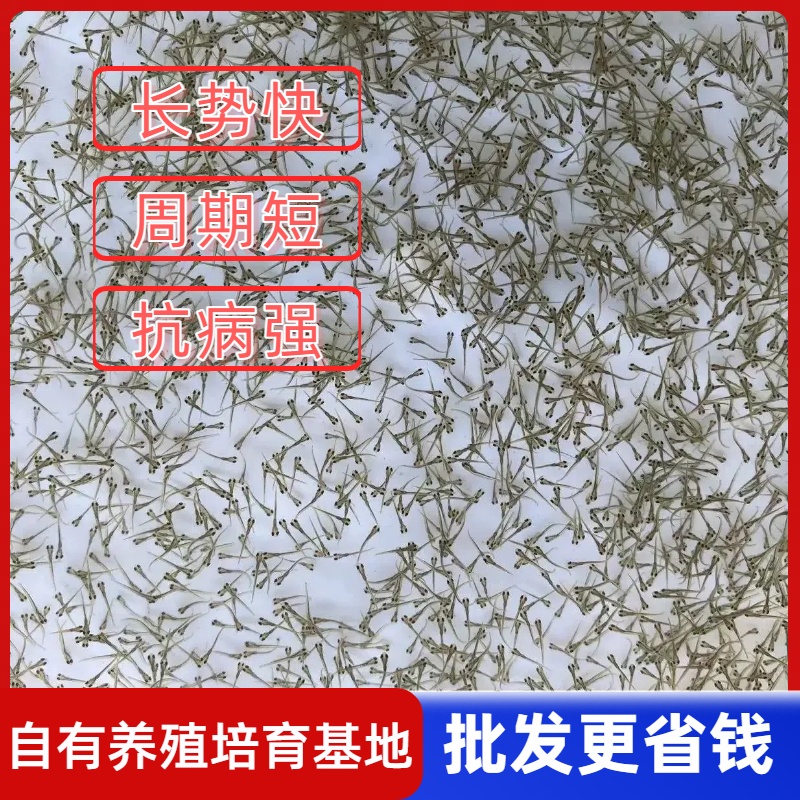 【养殖专属链接】泥鳅养殖水花苗寸苗喂鱼喂龟喂宠物钓鱼钓鱼活饵