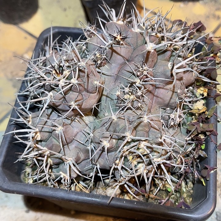 满38包邮2天凑单，脱土晾根发货多肉植物守金摩天龙