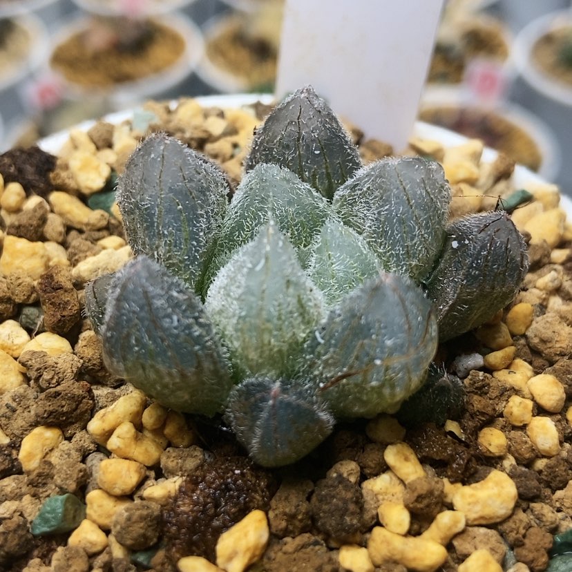 【闪购商品】梦露71