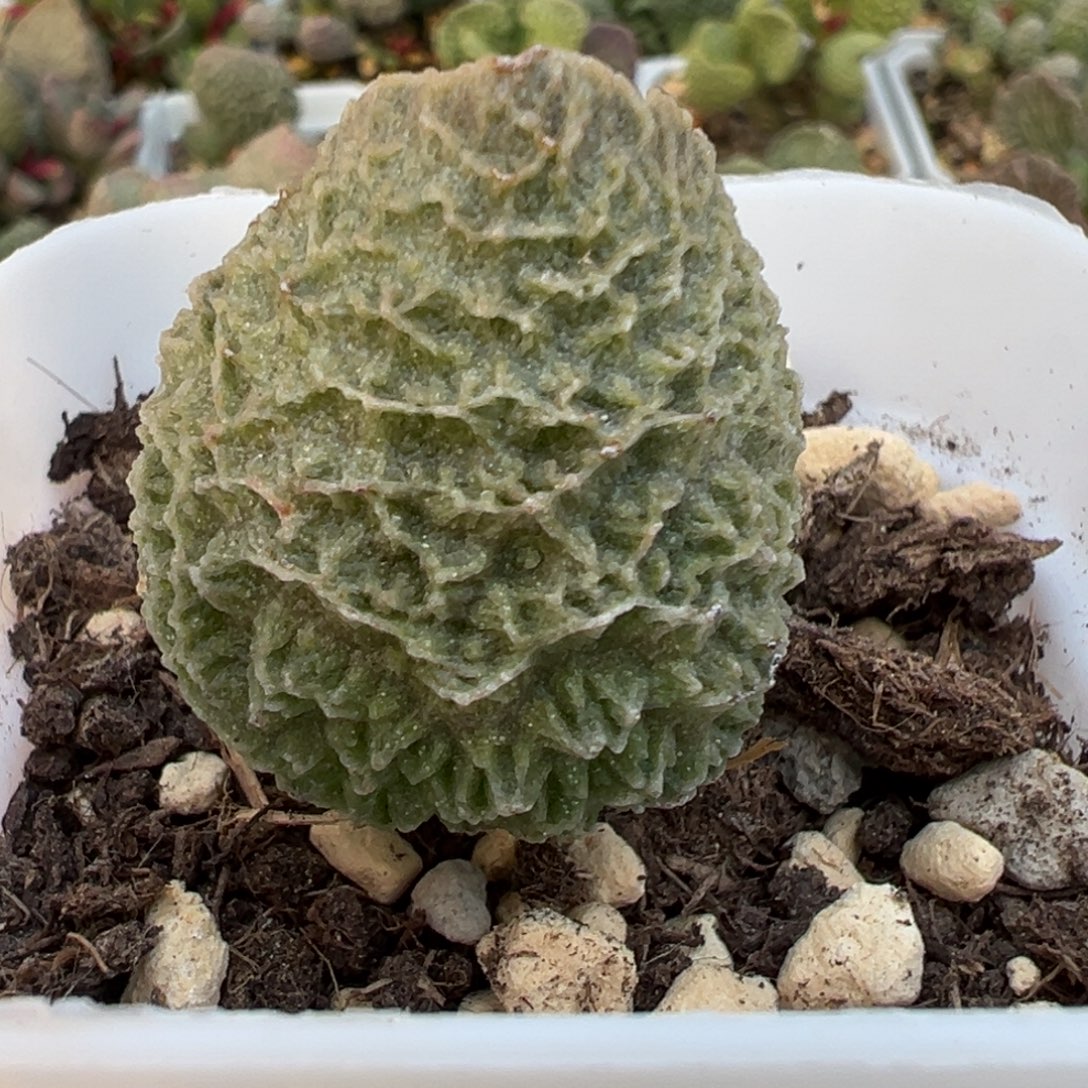 艾米丽大苗多肉植物水泡