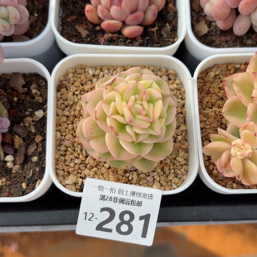 腊牡丹锦多肉多肉