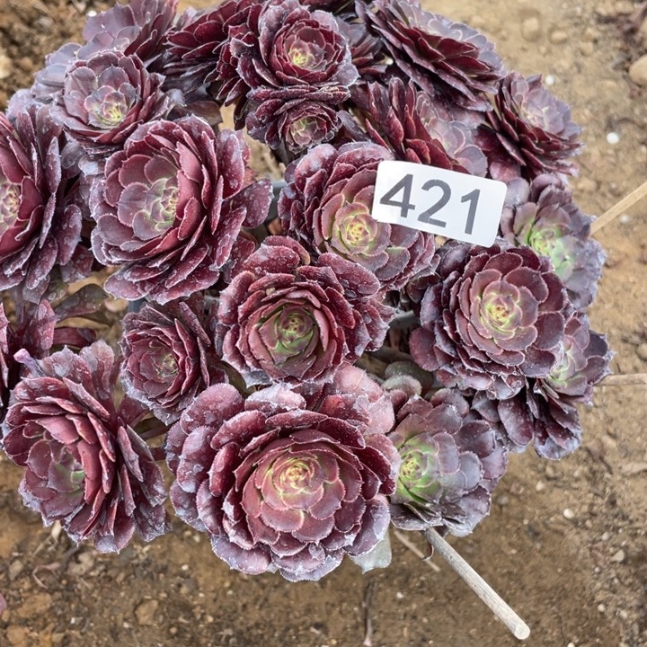 无花朵421黑萝莉多肉植物