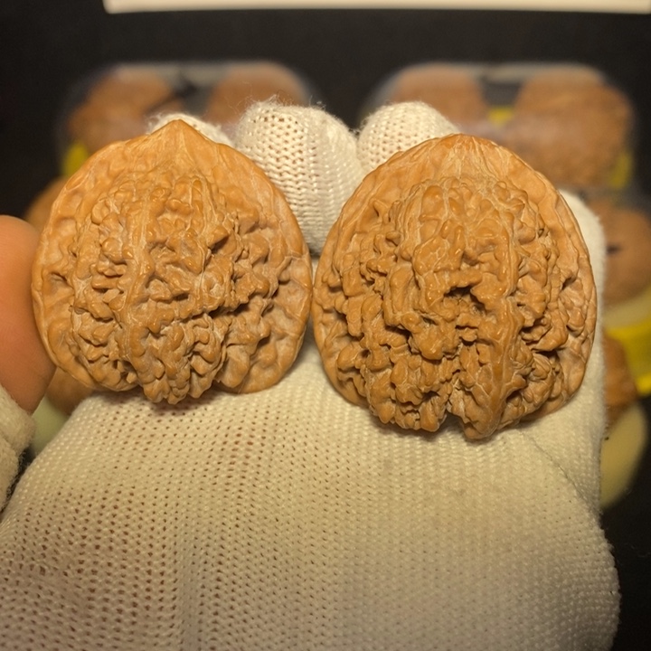 满天星狮子头38尺新春福利