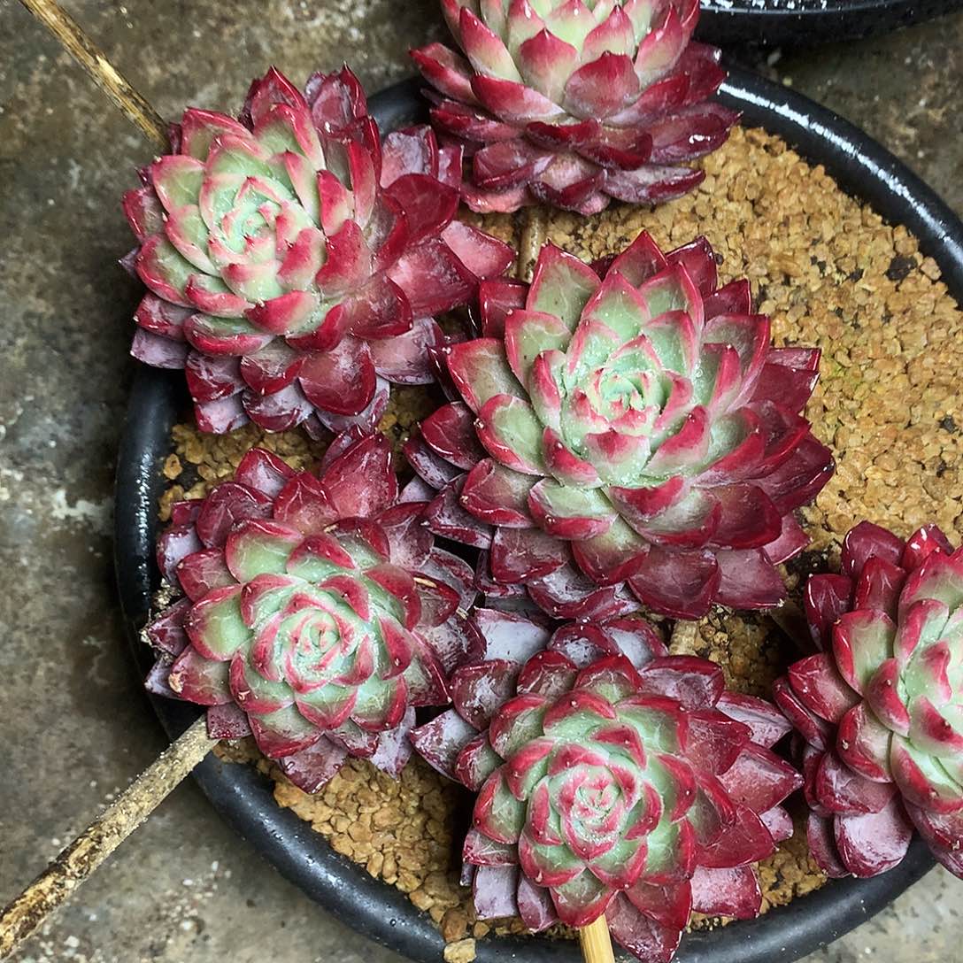 红龙多肉一物一拍